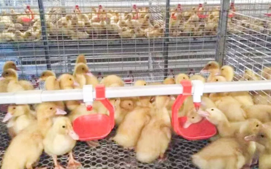 養(yǎng)鴨場老板：熱泵供暖溫度高，費(fèi)用比燒煤還省！